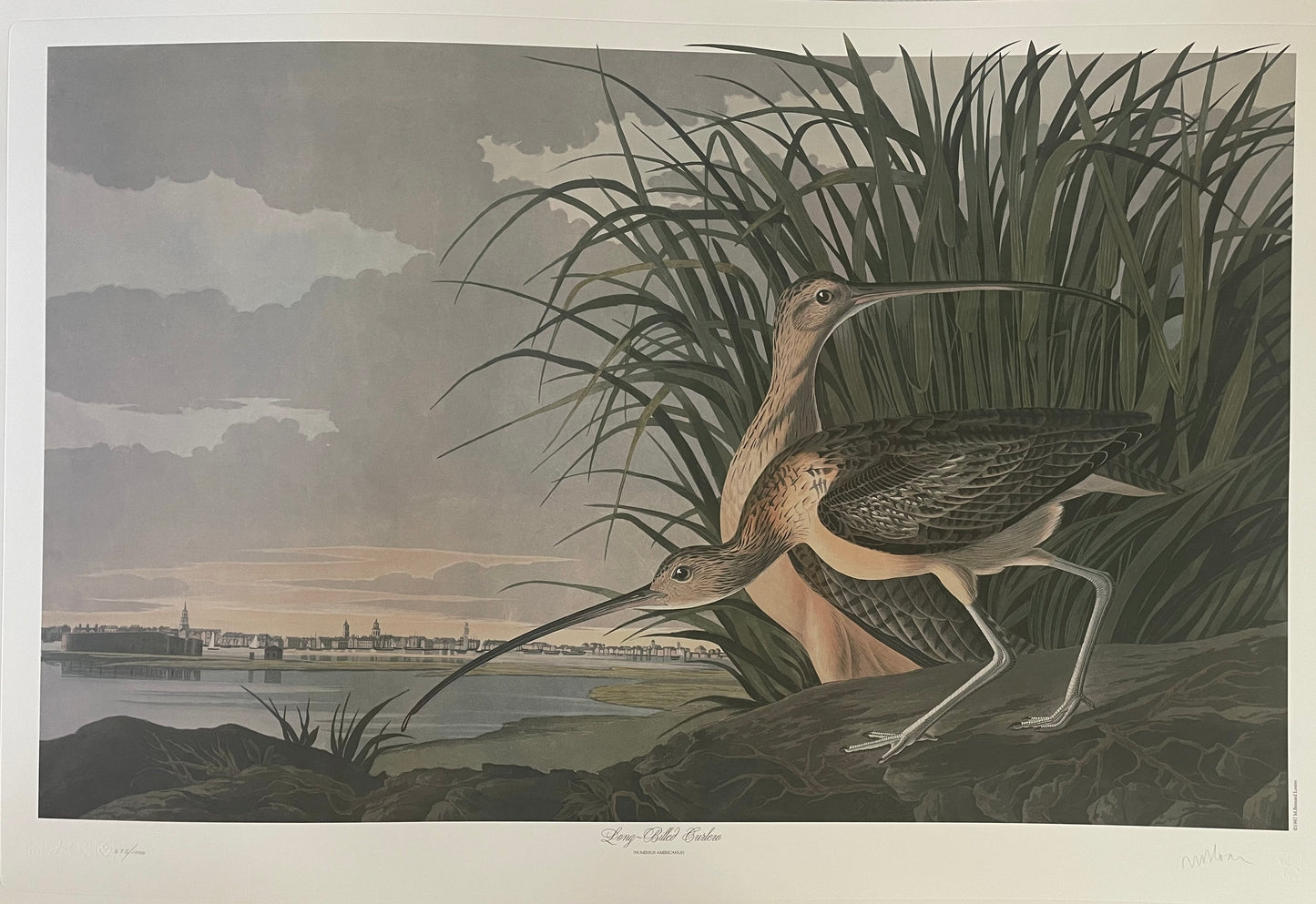 Long-Billed Curlew by M. Bernard Loates