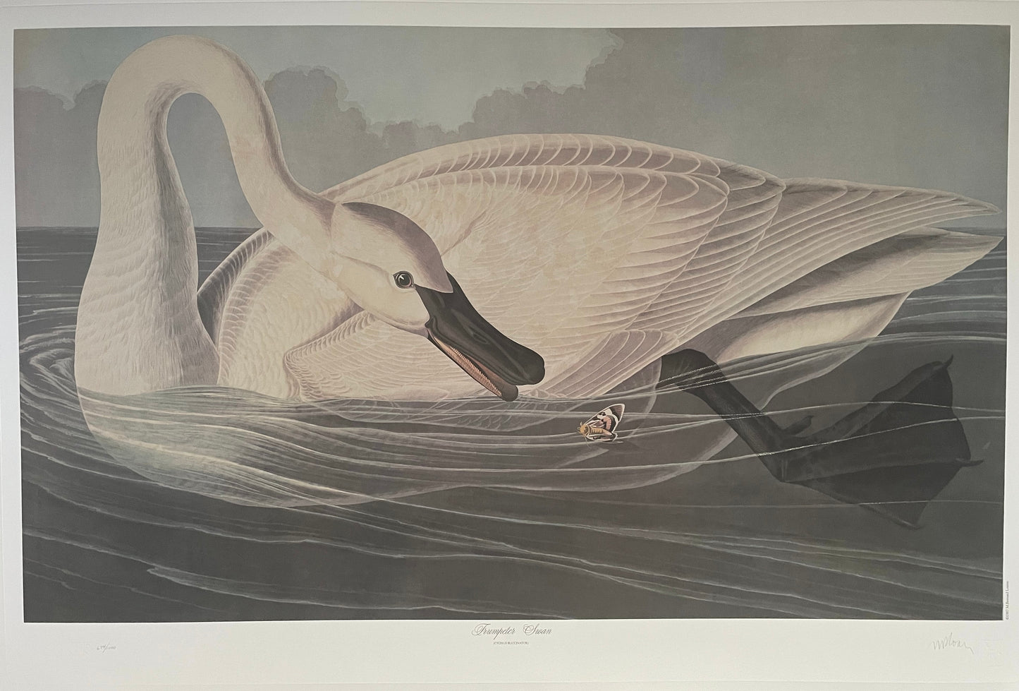 Trumpeter Swan by M. Bernard Loates