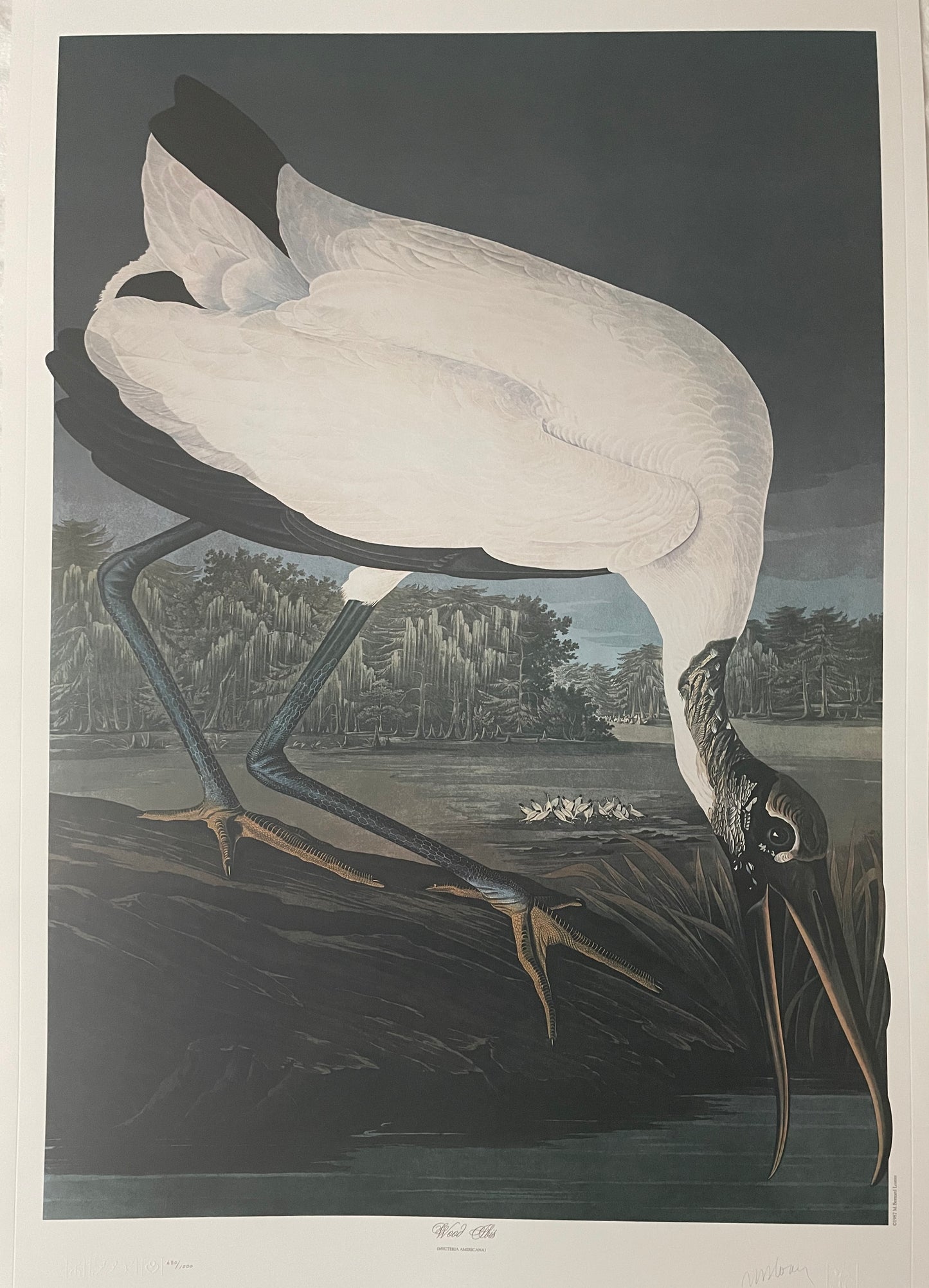 Wood Ibis by M. Bernard Loates