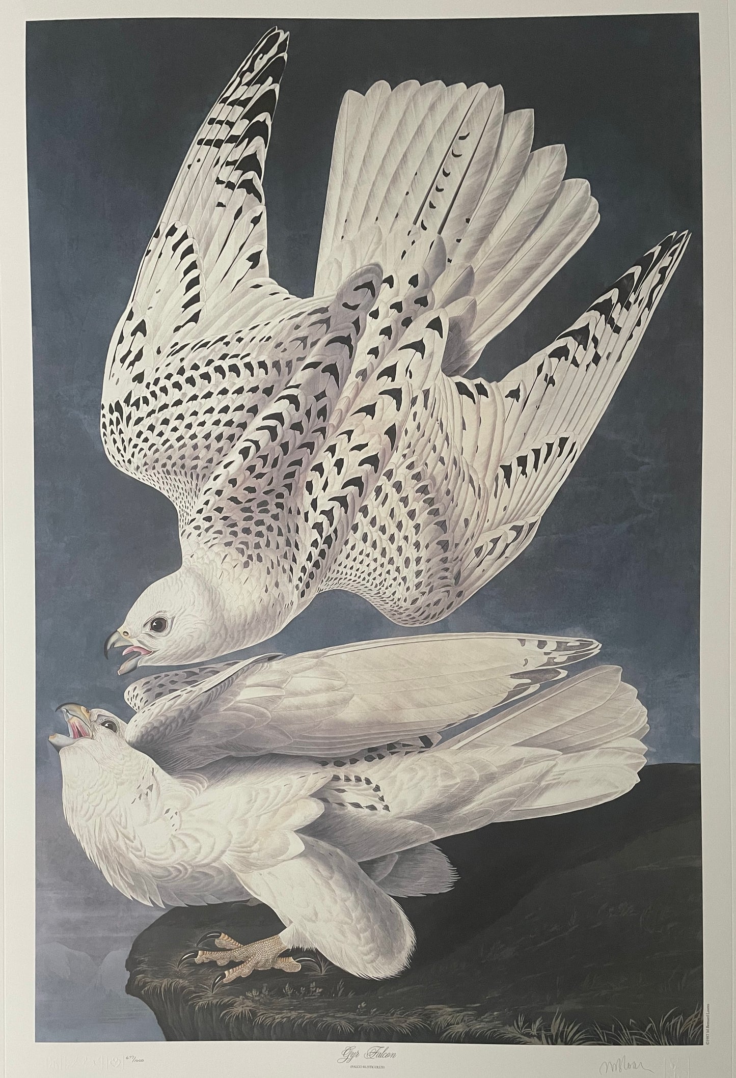 Gyr Falcon by M. Bernard Loates