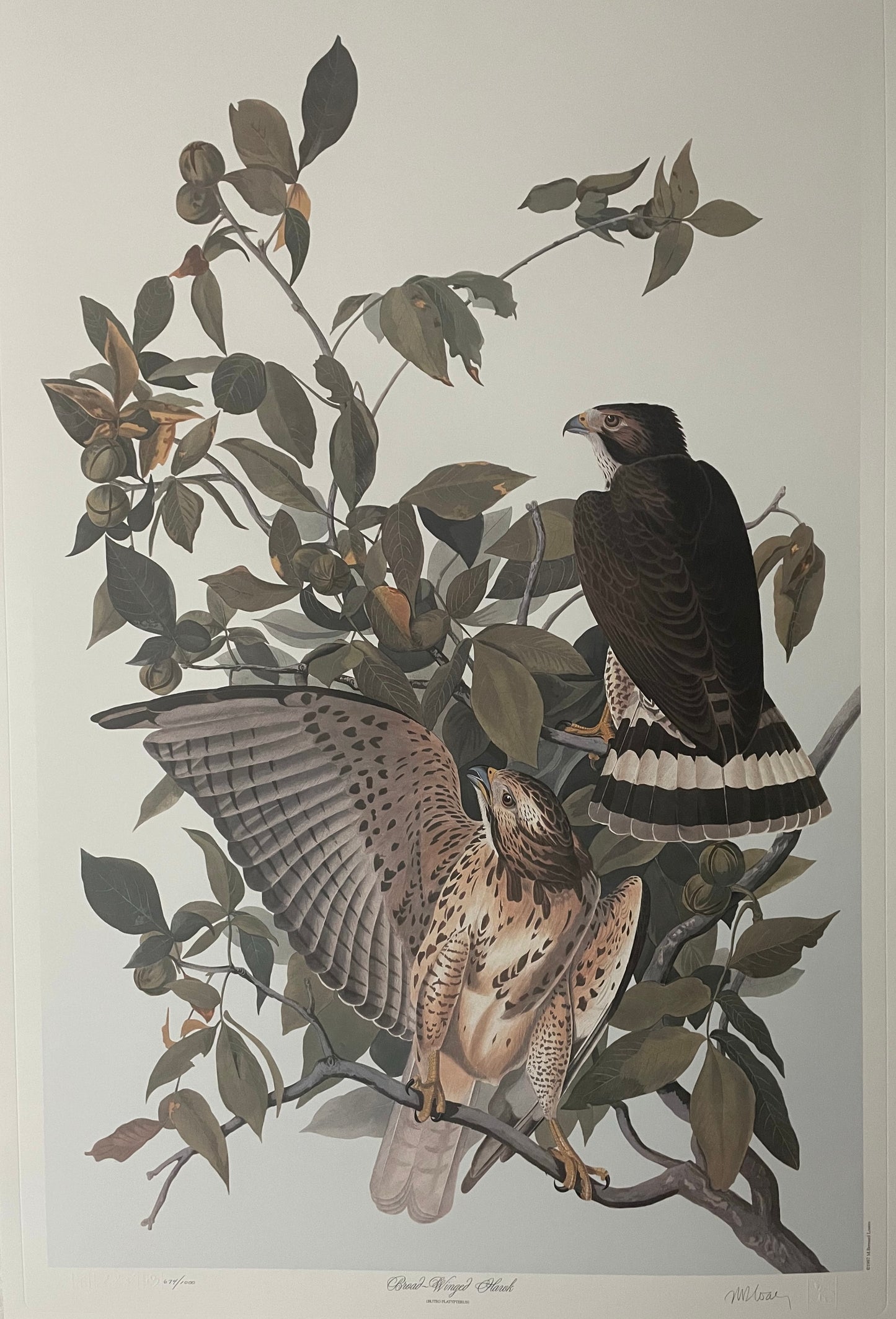 Broad-Winged Hawk by M. Bernard Loates