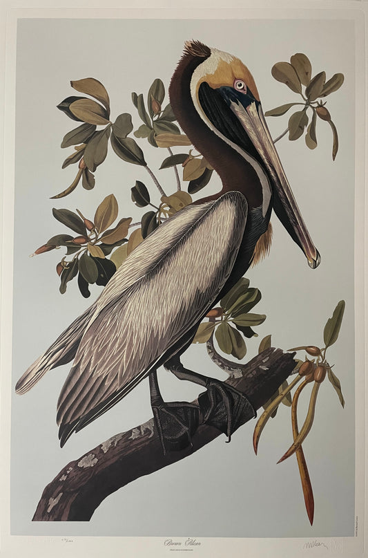 Brown Pelican by M. Bernard Loates