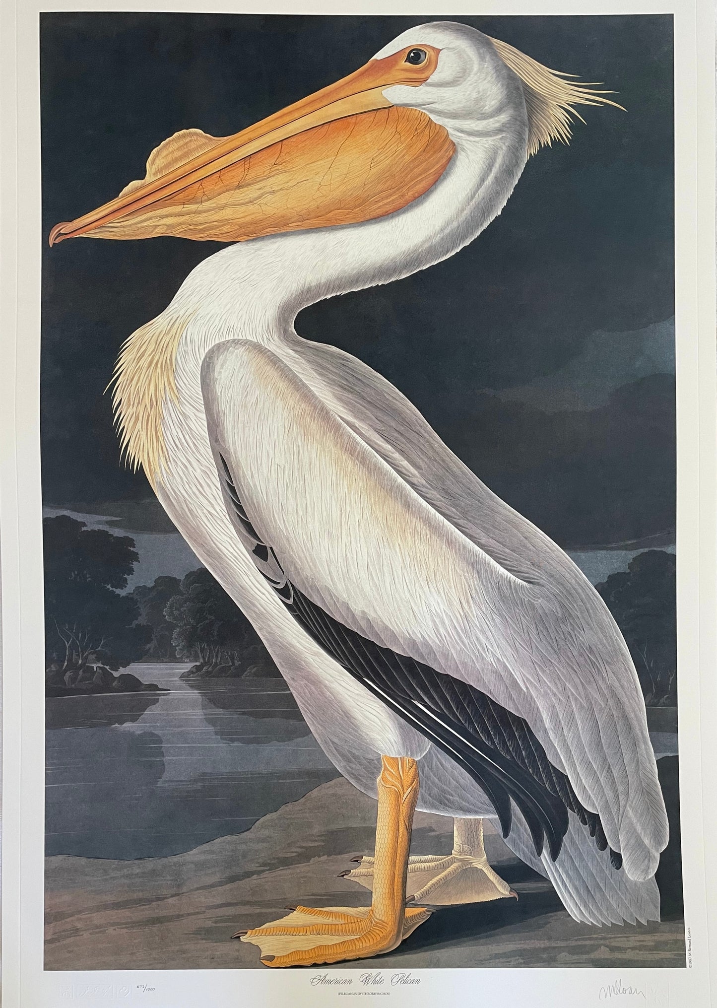 American White Pelican by M. Bernard Loates