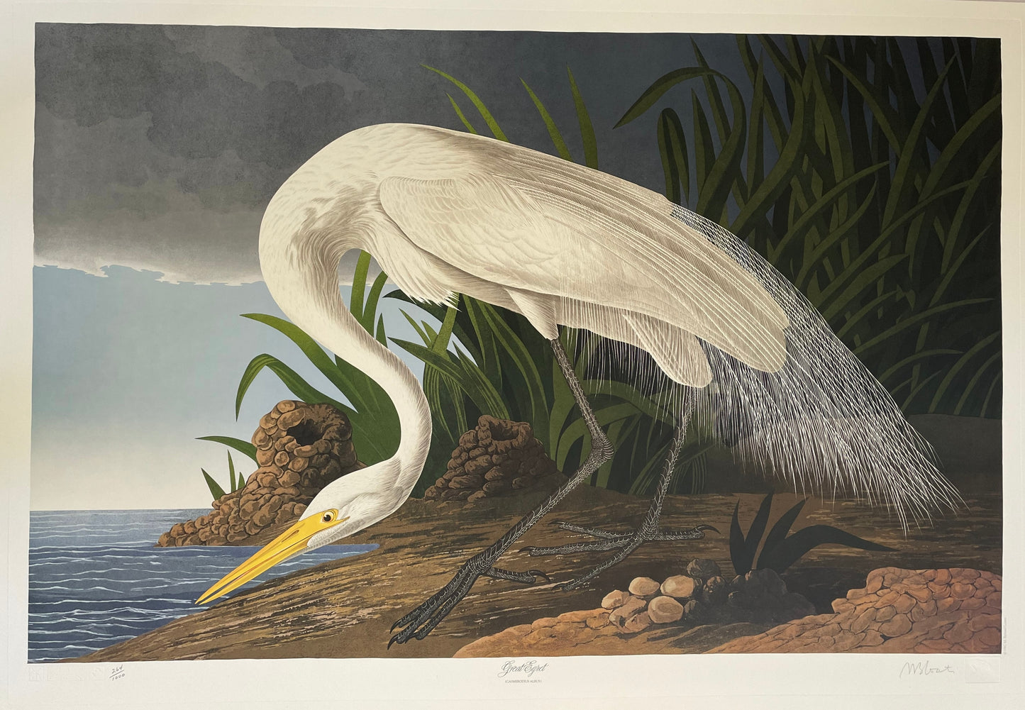 Great Egret by M. Bernard Loates