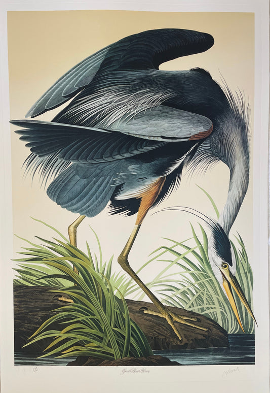 Great Blue Heron by M. Bernard Loates