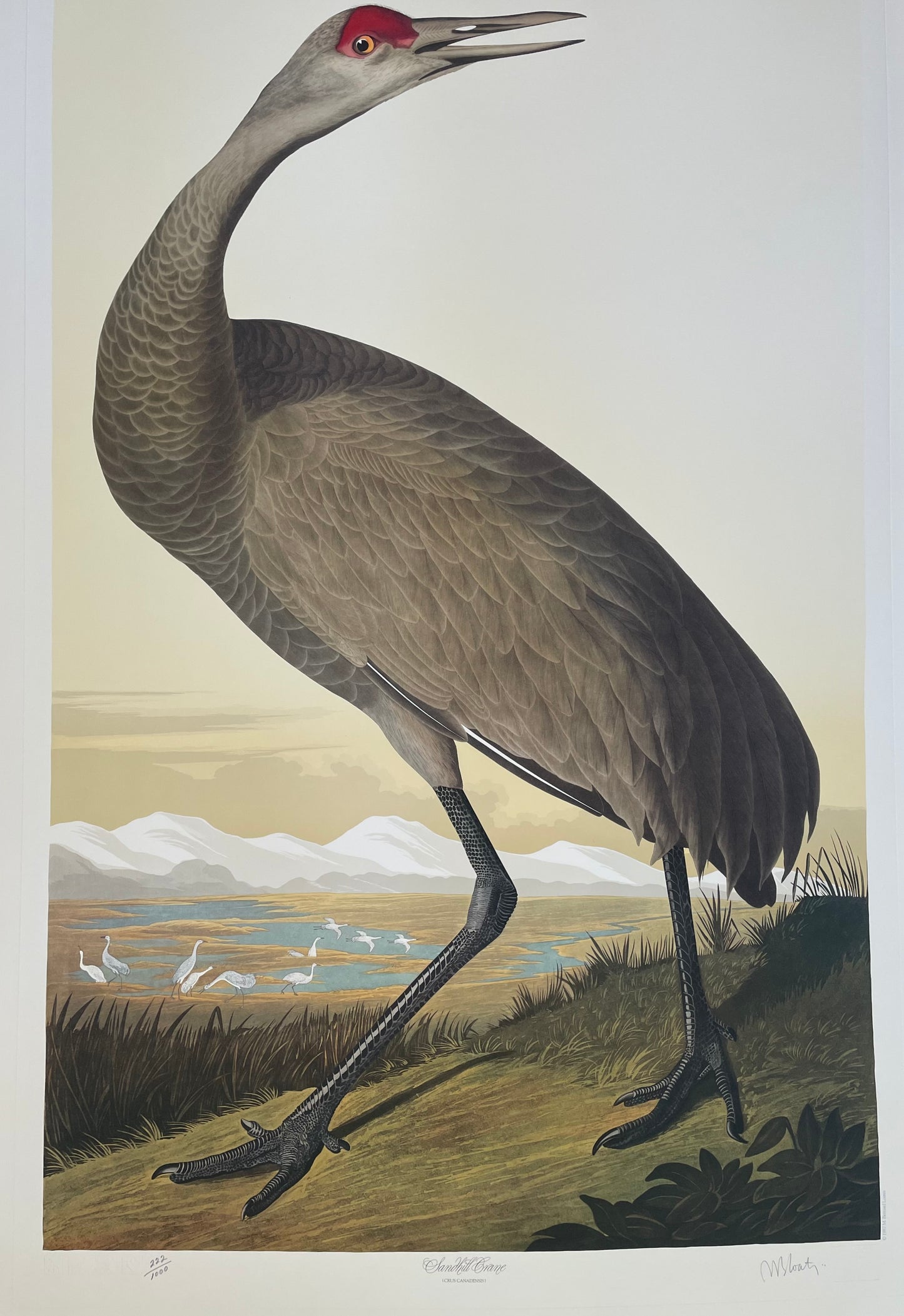 Sandhill Crane by M. Bernard Loates