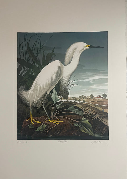 Snowy Egret by M. Bernard Loates