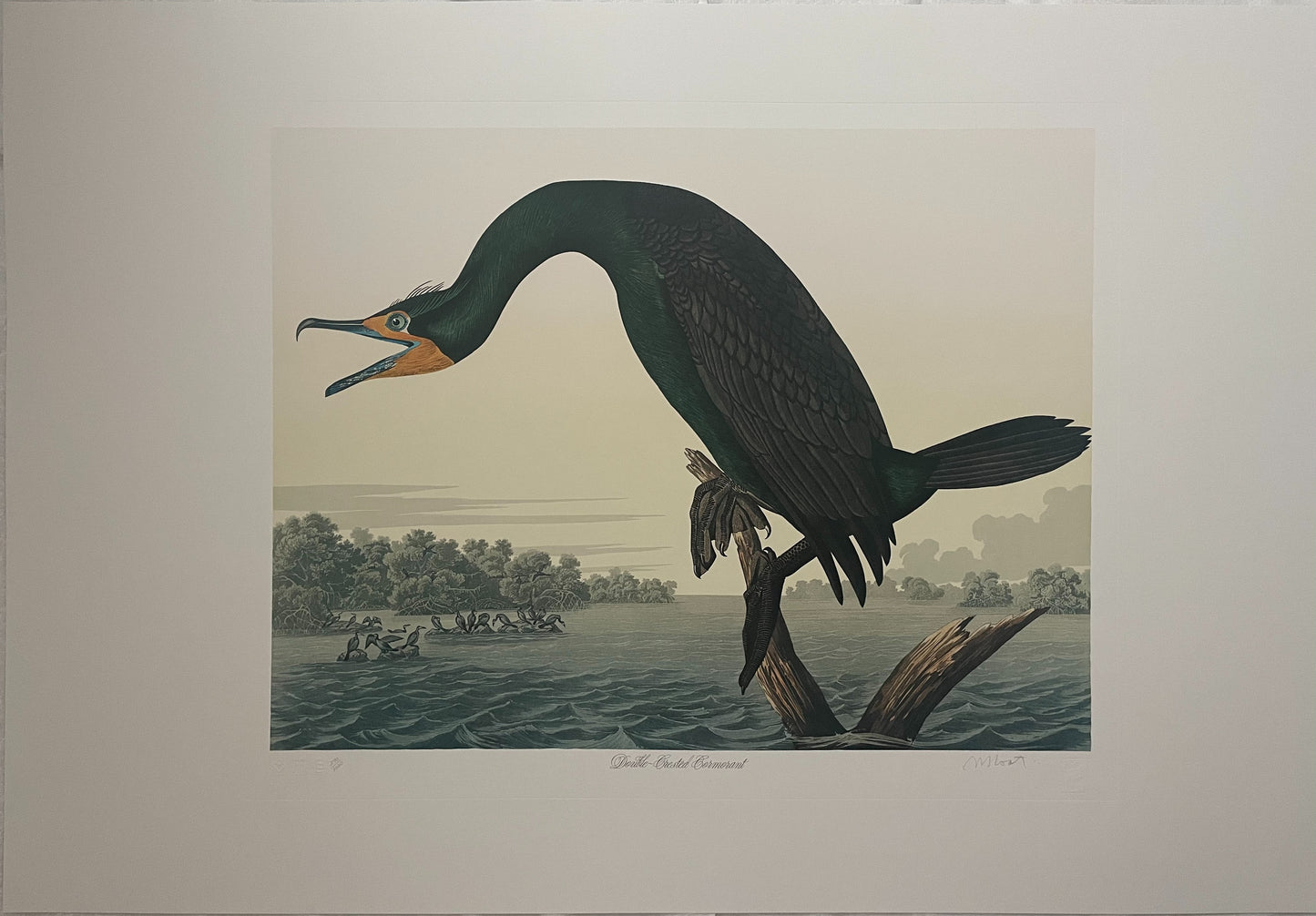 Double Crested Cormorant by M. Bernard Loates