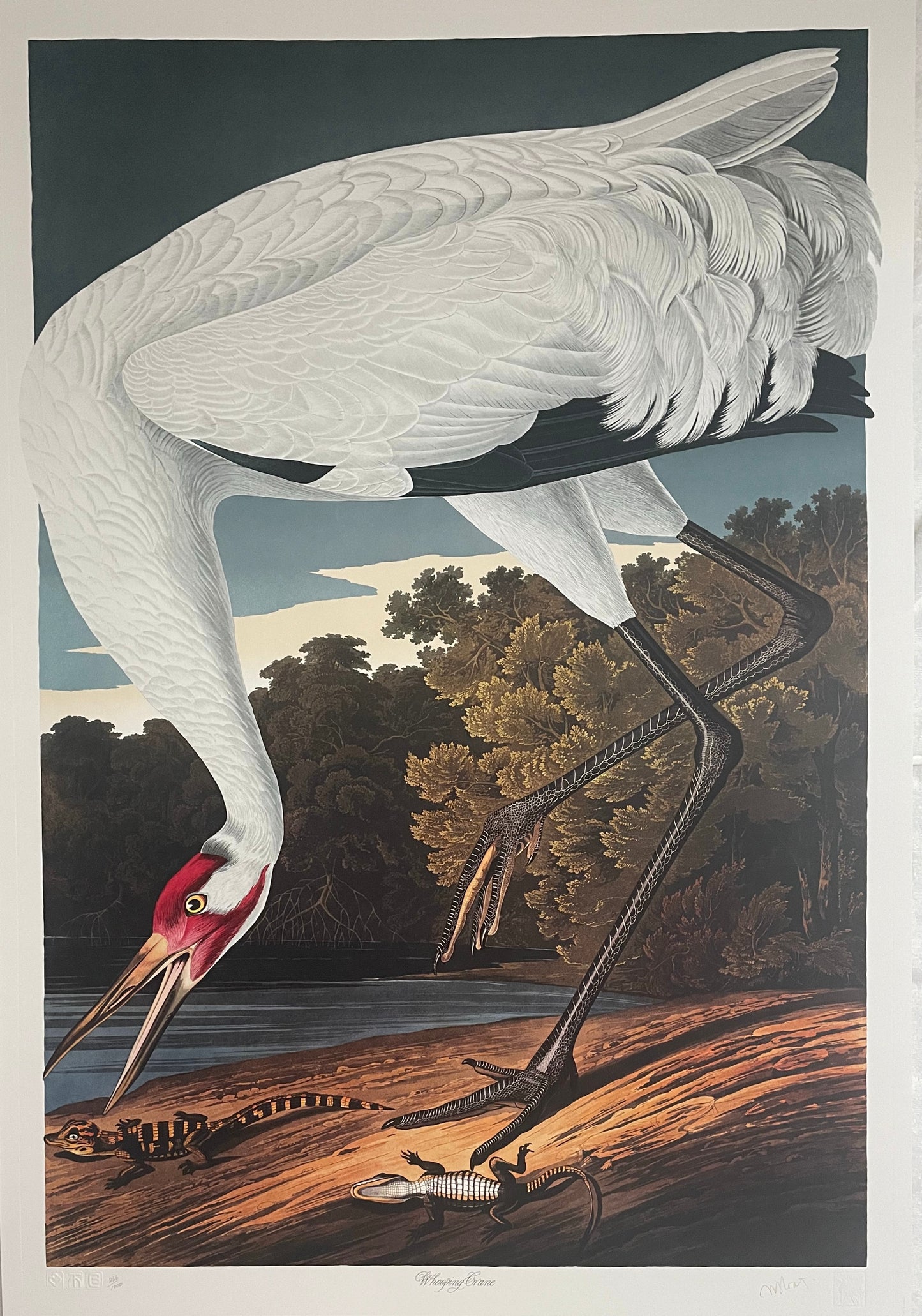 Whooping Crane by M. Bernard Loates