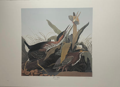 Green Heron by M. Bernard Loates