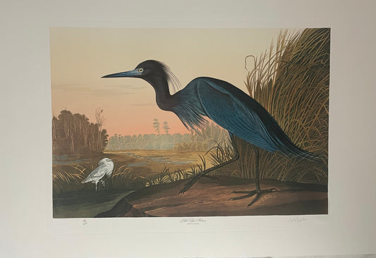 Little Blue Heron by M. Bernard Loates