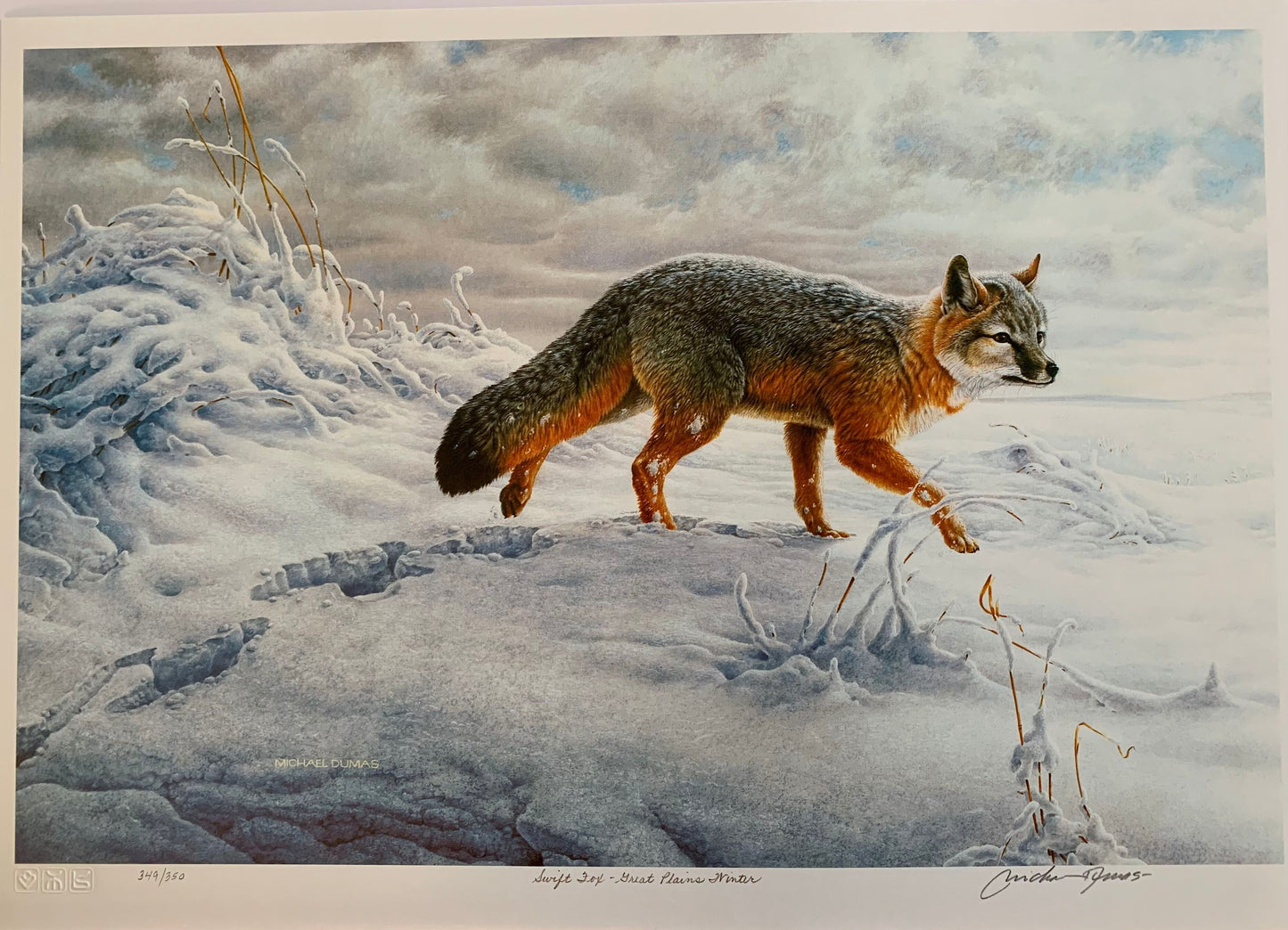 Swift Fox-Great Plains Winter by Michael Dumas