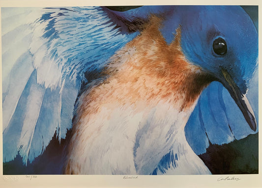 Bluebird by Leslie Parkes