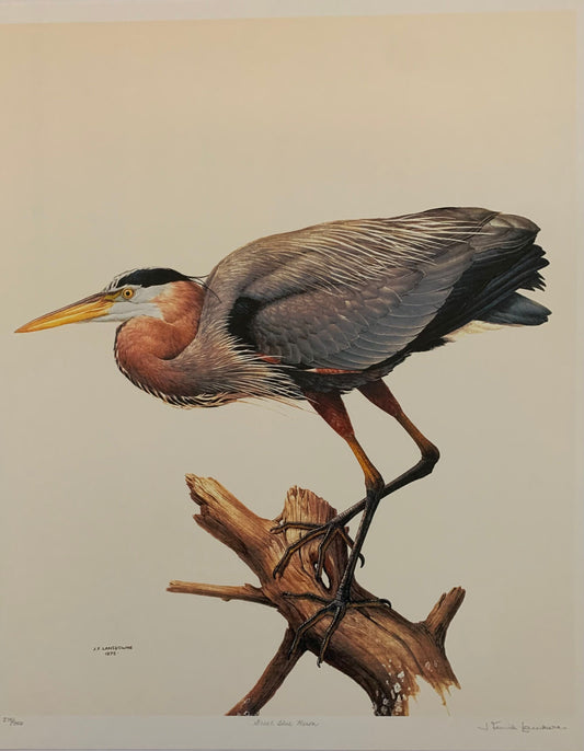 Great Blue Heron by James Lansdowne