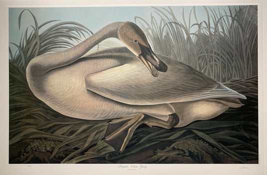 Trumpeter Swan Young by M. Bernard Loates