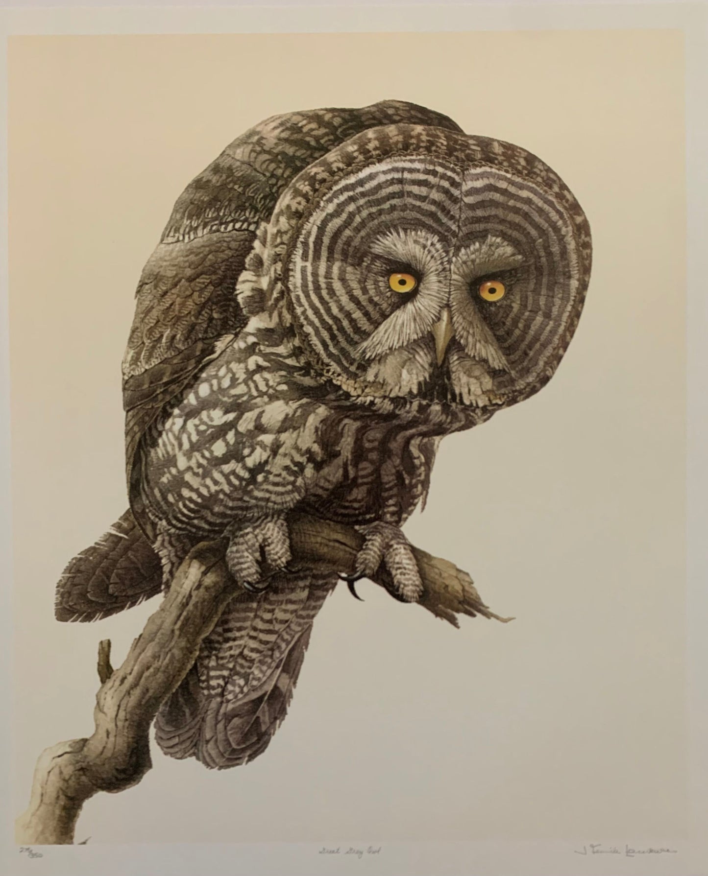 Great Grey Owl by James Lansdowne