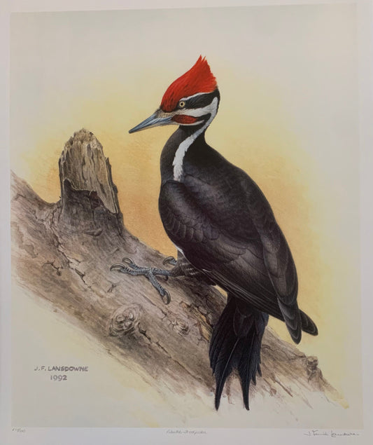 Pileated Wood Pecker by James Lansdowne