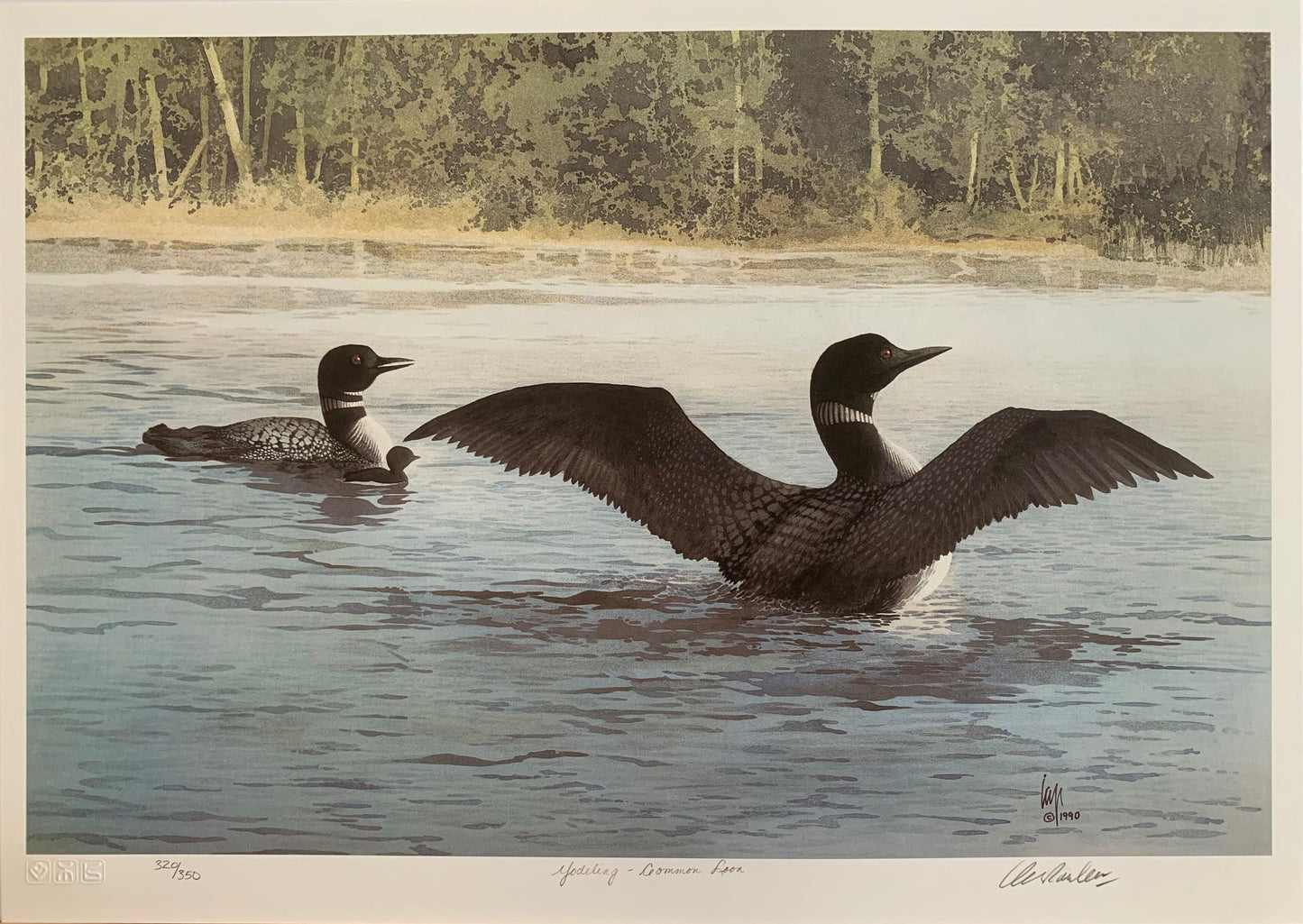 Yodeling-Common Loon by Leslie Parkes