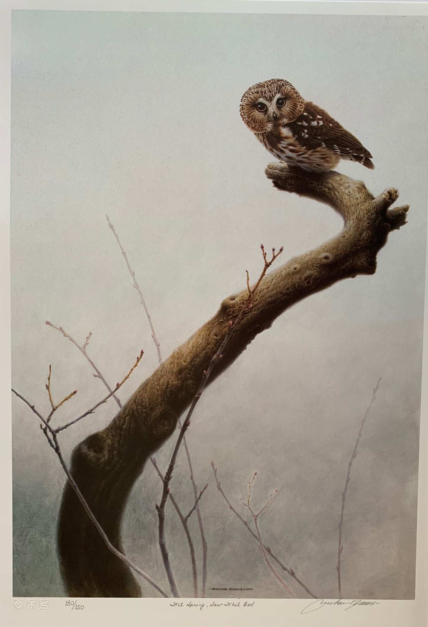 Wet Spring, Saw Whet Owl by Michael Dumas