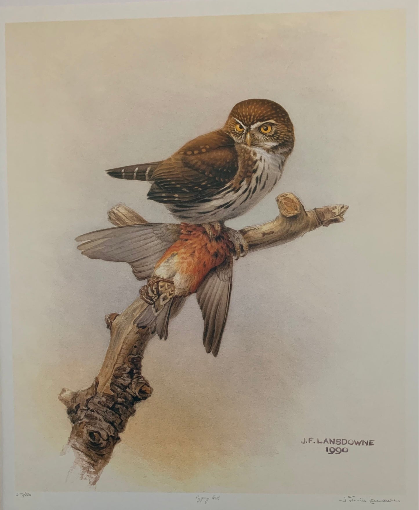 Pygmy Owl by James Lansdowne