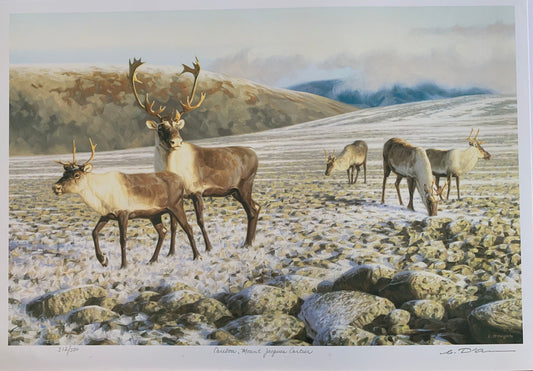 Caribou, Mount Jacques Cartier by Claudio D'Angelo