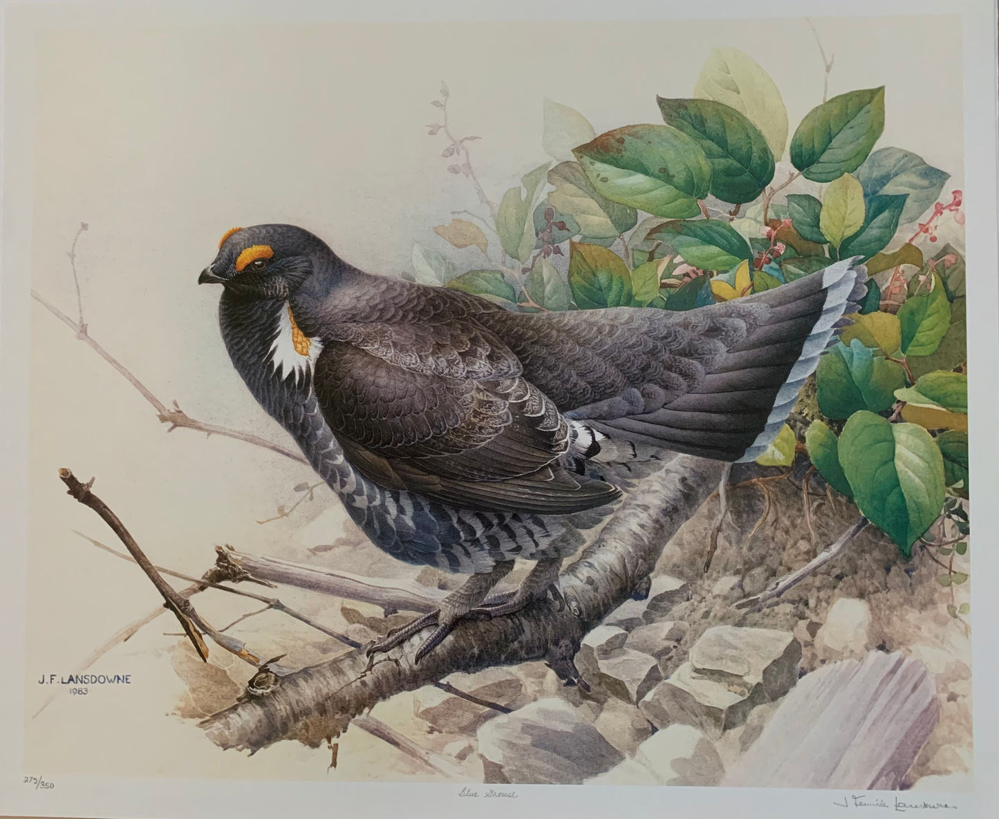 Blue Grouse by James Lansdowne