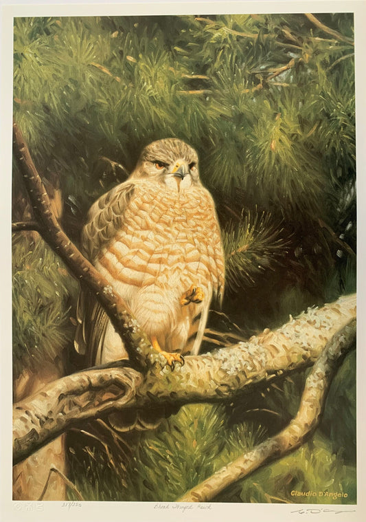 Broad Winged Hawk by Claudio D'Angelo