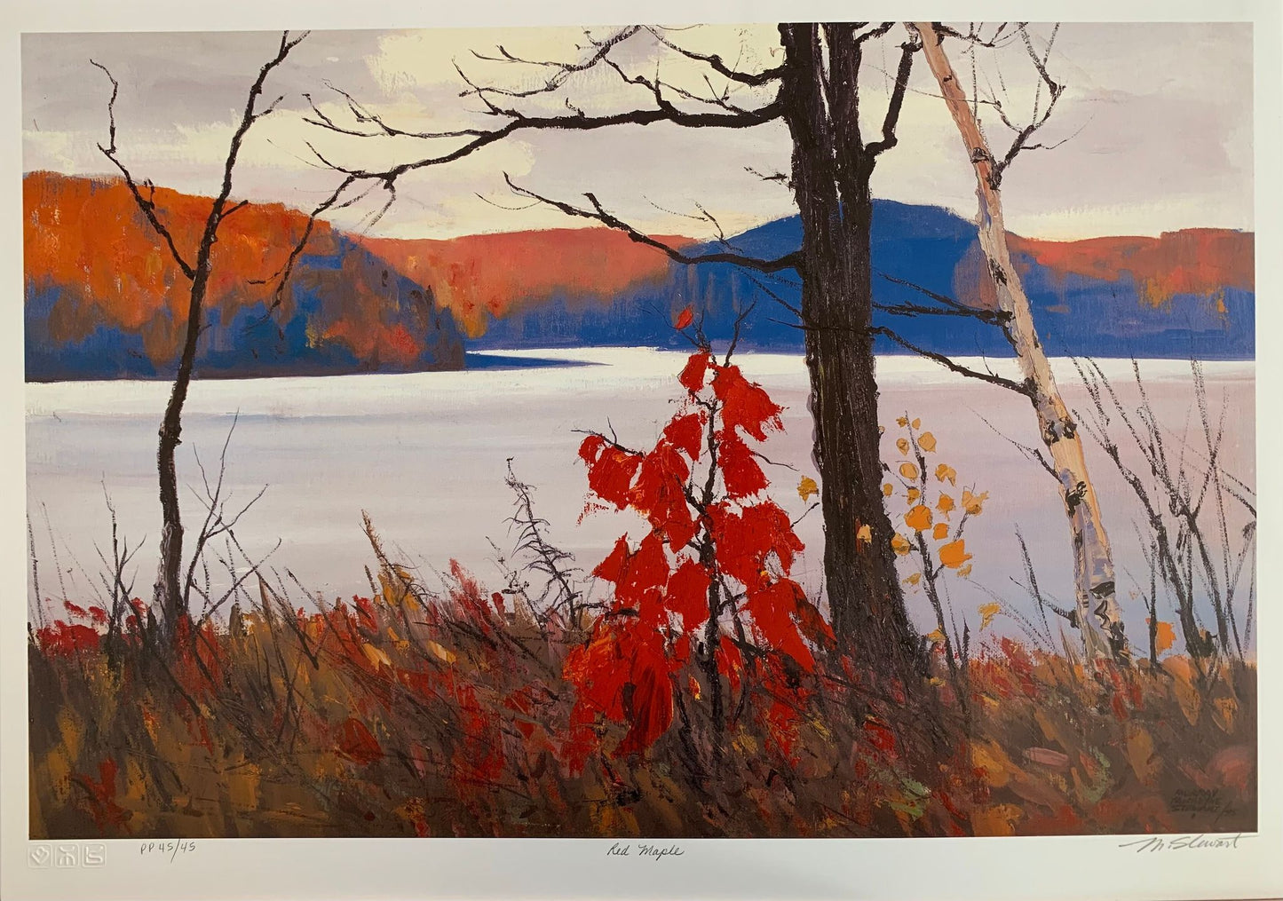 Red Maple by Murray Stewart