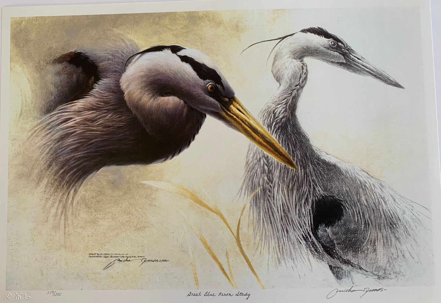 Great Blue Heron Study by Michael Dumas